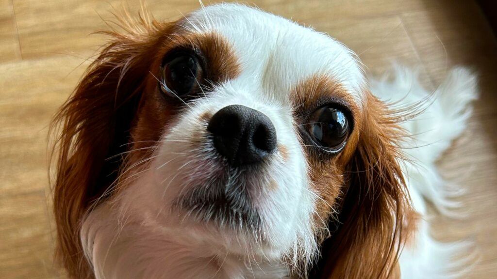 The image of the last alt text example - Blenheim Cavalier King Charles Spaniel sitting on a wooden floor looking up