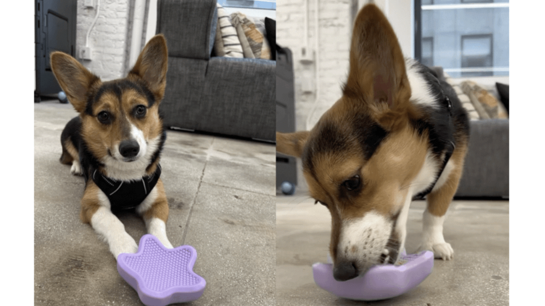 Side-by-side images of a brown and black dog playing with a purple toy