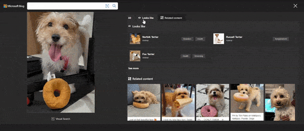 Bing's image search results for a dog photo include three tabs