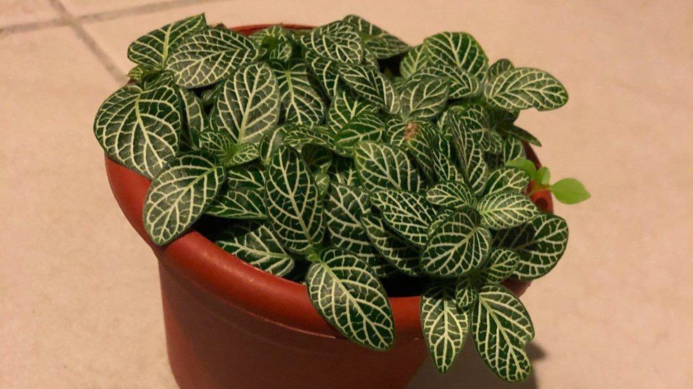 leafy plant in a red pot