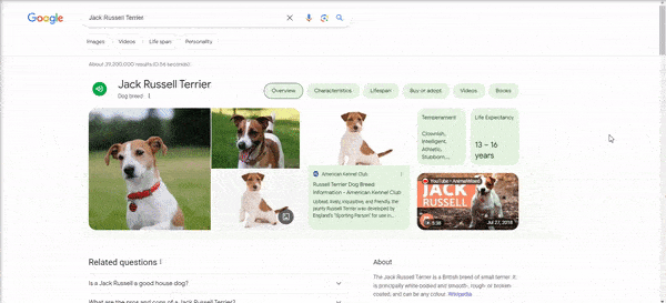 Google search results for "Jack Russell Terrier" with images, video results, and quick facts about the breed